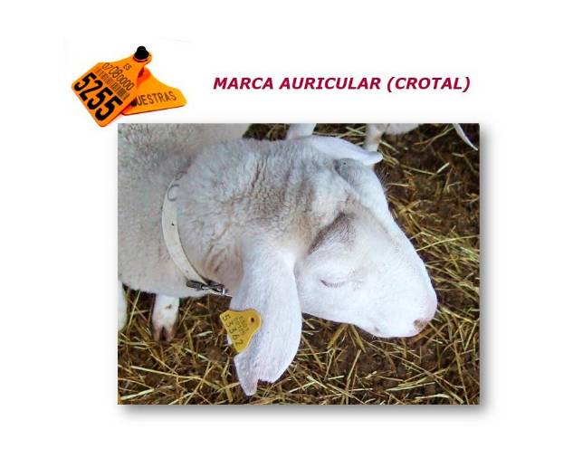 <i>Marca auricular (crotal)</i> <i>Marca auricular (crotal)</i>