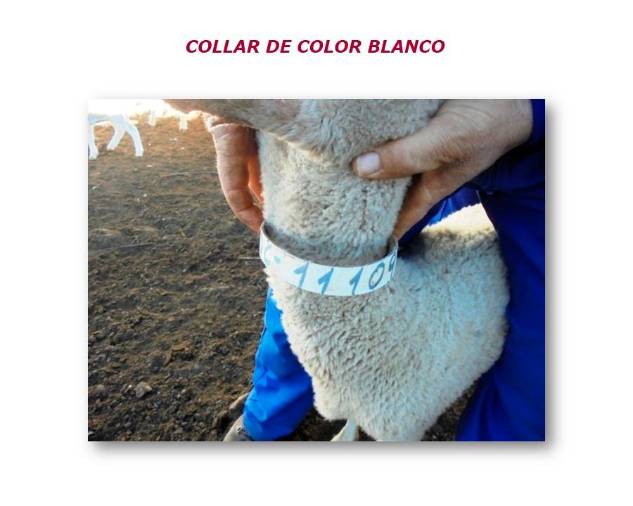<i>El collar blanco.</i> <i>El collar blanco.</i>