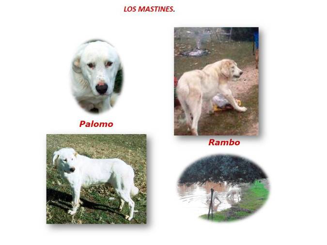 <i>Los mastines: Palomo y Rambo.</i> <i>Los mastines: Palomo y Rambo.</i>