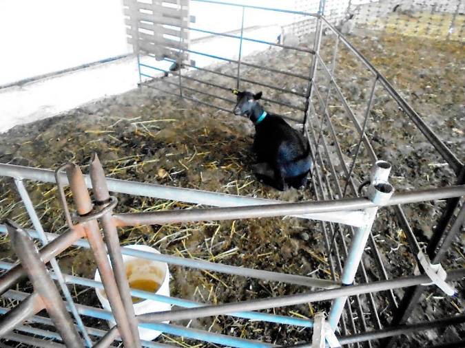 <i>Madre de leche.</i> <i>Madre de leche.</i>