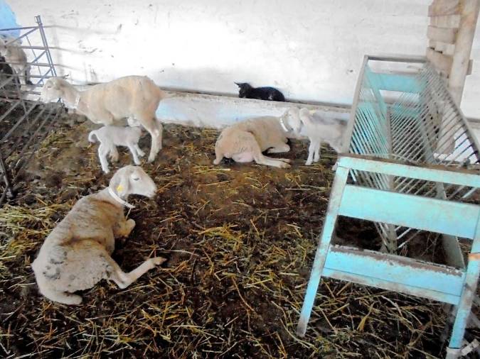 <i>Hospital de día. Aun estando enfermas alimentan a sus crías.</i> <i>Hospital de día. Aun estando enfermas alimentan a sus crías.</i>