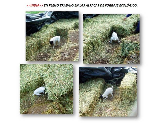 Vivencias de la Trashumancia: Los perros del hato. El trabajo de los careas en la dehesa Vivencias de la Trashumancia: Los perros del hato. El trabajo de los careas en la dehesa