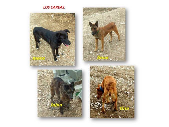 <i>Los careas: Moro, Lince, Laixa y Tina</i> <i>Los careas: Moro, Lince, Laixa y Tina</i>