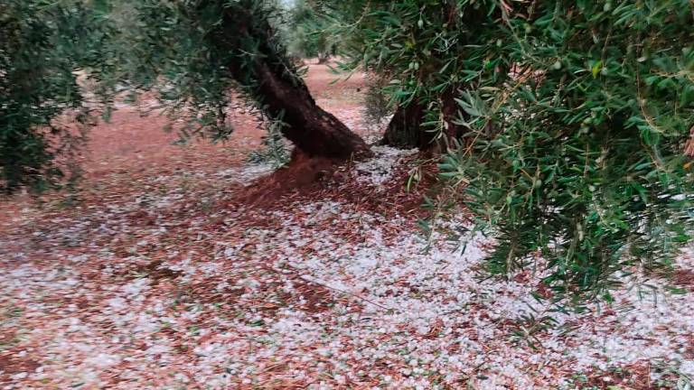 La DANA deja daños en el campo a su paso por la provincia La DANA deja daños en el campo a su paso por la provincia