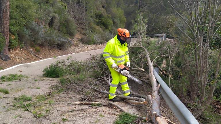Cae un árbol y corta por completo la carretera del Tranco Cae un árbol y corta por completo la carretera del Tranco