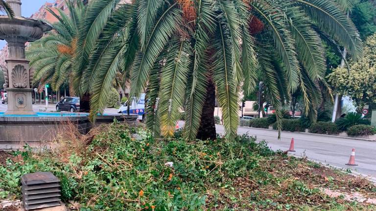 El Ayuntamiento embellece la Glorieta de Blas Infante con cactus El Ayuntamiento embellece la Glorieta de Blas Infante con cactus