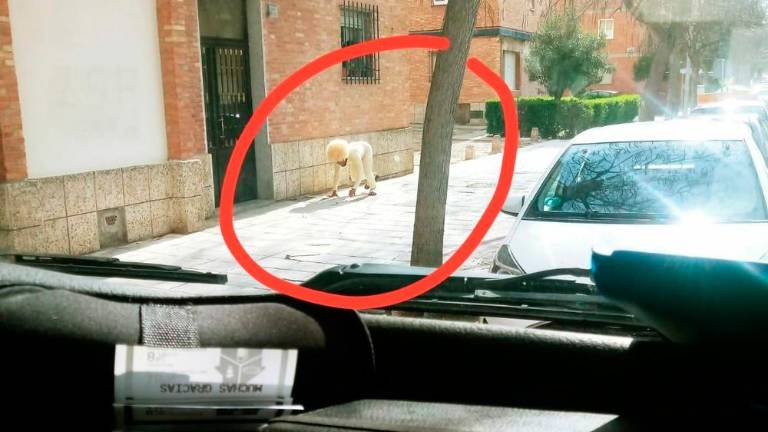 Se disfraza de perro para saltarse el confinamiento Se disfraza de perro para saltarse el confinamiento