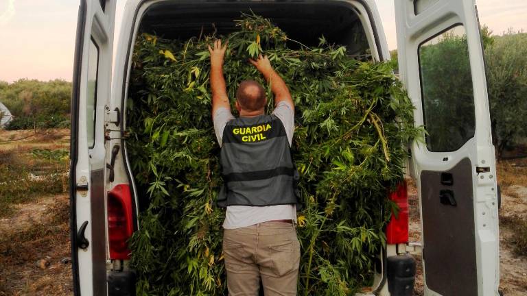 Detenido un vecino de Villacarrillo por una plantación de marihuana con 200 kilos Detenido un vecino de Villacarrillo por una plantación de marihuana con 200 kilos