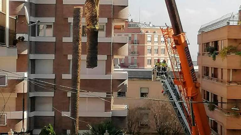 Cortan la palmera más antigua casi un año después de ser infectada Cortan la palmera más antigua casi un año después de ser infectada