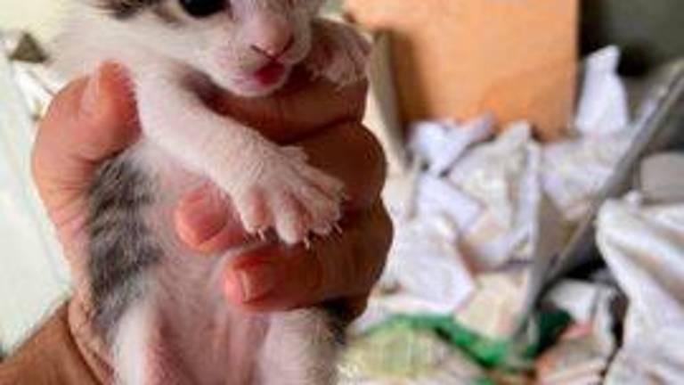Preocupación por la falta de agua para los gatos callejeros Preocupación por la falta de agua para los gatos callejeros
