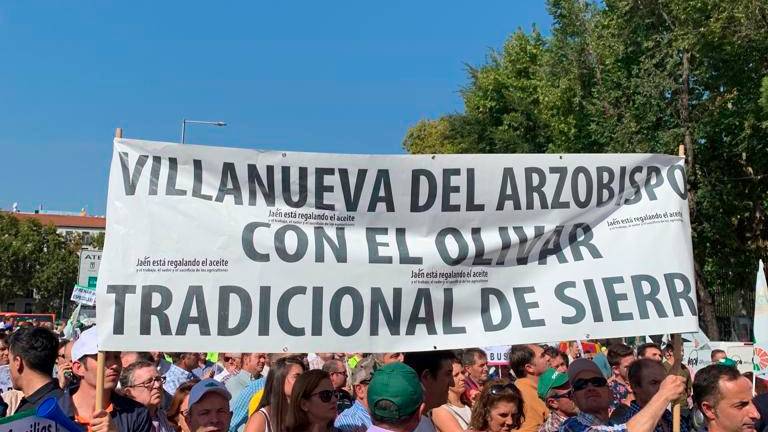 El olivar se levanta por el bajo precio del aceite El olivar se levanta por el bajo precio del aceite