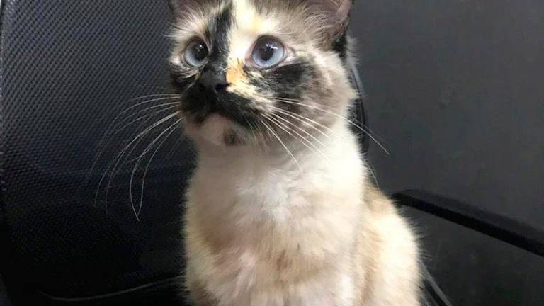 Una gata salva a un niño de un año de caer por las escaleras Una gata salva a un niño de un año de caer por las escaleras