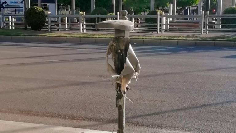 Queman a un gato en una papelera de la capital Queman a un gato en una papelera de la capital