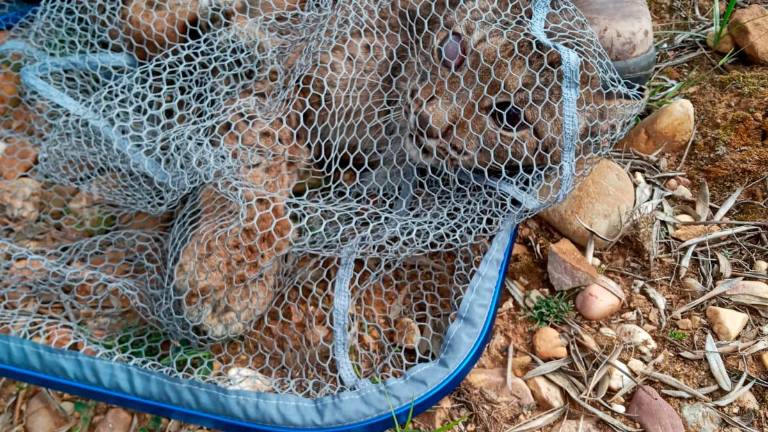 Rescatan a un lince herido gracias a un joven de Bailén Rescatan a un lince herido gracias a un joven de Bailén