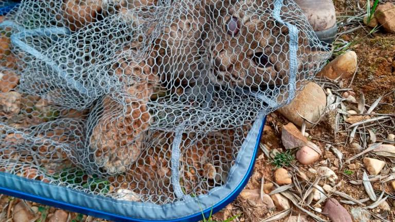 Rescatan a un lince herido gracias a un joven de Bailén