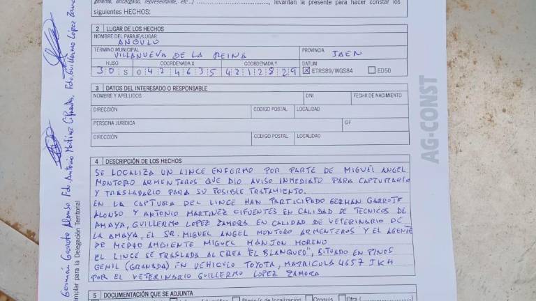 Rescatan a un lince herido gracias a un joven de Bailén Rescatan a un lince herido gracias a un joven de Bailén