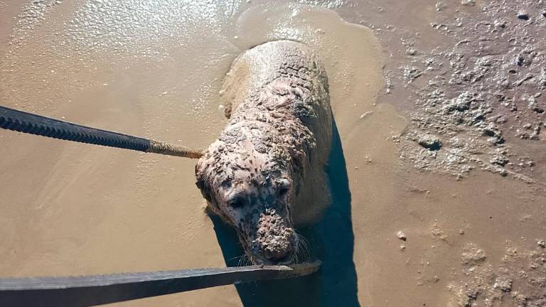 Angustioso rescate de un perro atrapado en una balsa orujera de Martos Angustioso rescate de un perro atrapado en una balsa orujera de Martos