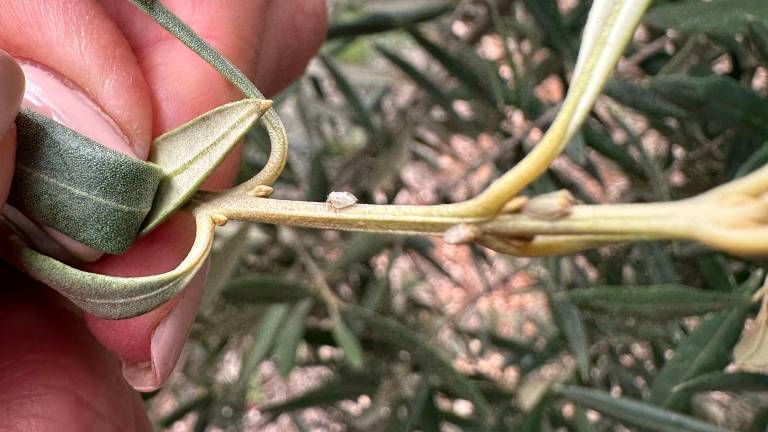 La proliferación del algodoncillo preocupa en la Loma Alta La proliferación del algodoncillo preocupa en la Loma Alta