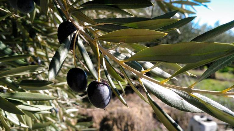 Las disponibilidades de aceite de oliva para el mercado “van a ser muy altas” Las disponibilidades de aceite de oliva para el mercado “van a ser muy altas”