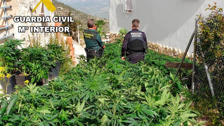 Desarticulada una enorme plantación de marihuana en Los Chopos