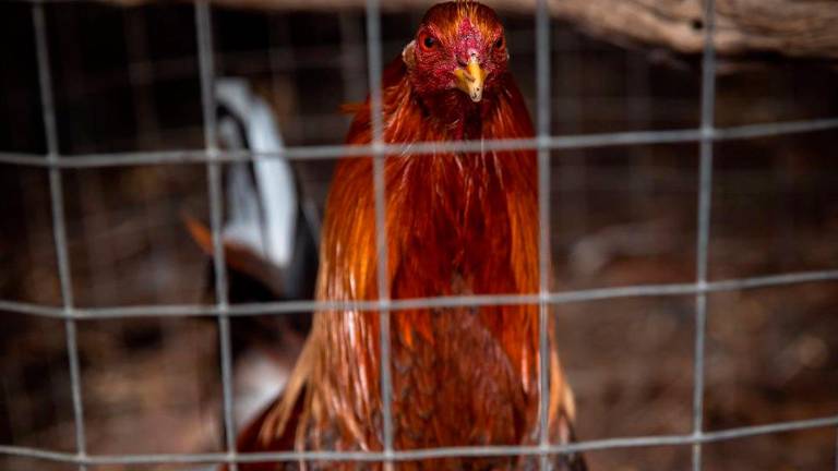 Piden cárcel para los supuestos responsables de tres reñideros de peleas ilegales de gallos Piden cárcel para los supuestos responsables de tres reñideros de peleas ilegales de gallos
