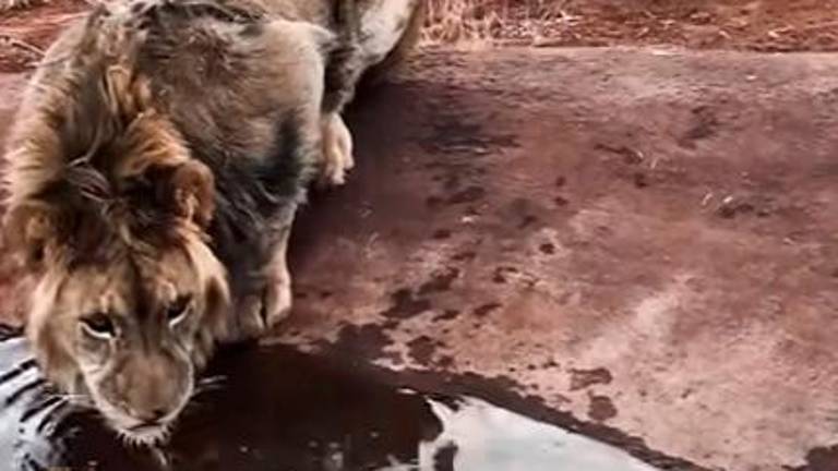 Lo que menos se esperaba este león sediento... Lo que menos se esperaba este león sediento...