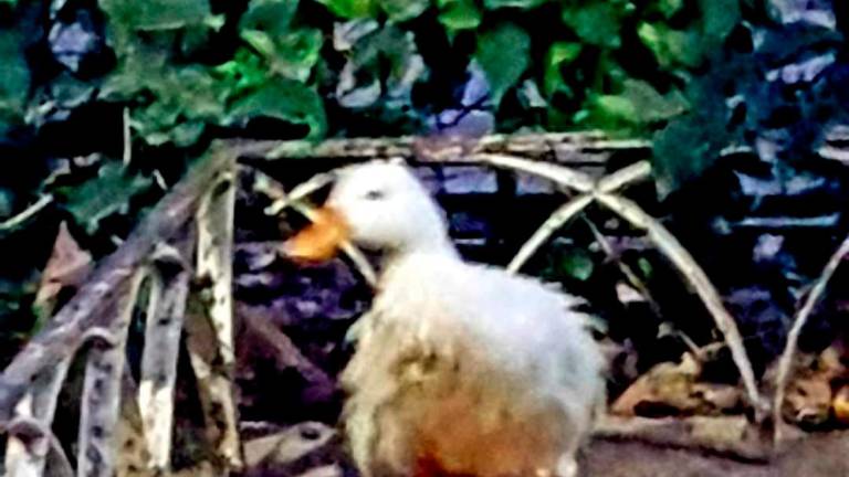 Rescatan a un pato malherido del estanque de “La Concordia” Rescatan a un pato malherido del estanque de “La Concordia”