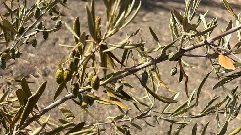 Preocupación ante la posibilidad de una cosecha de aceite menor a la prevista Preocupación ante la posibilidad de una cosecha de aceite menor a la prevista