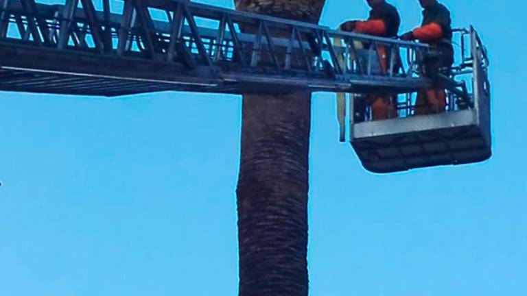 La capital se despide de una palmera más por la plaga del picudo rojo La capital se despide de una palmera más por la plaga del picudo rojo