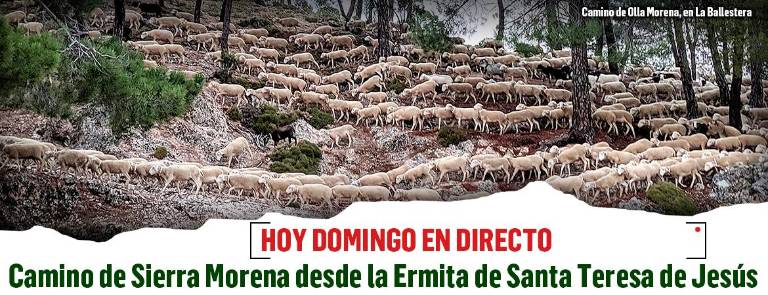 VIVA LA TRASHUMANCIA CON DIARIO JAÉN VIVA LA TRASHUMANCIA CON DIARIO JAÉN