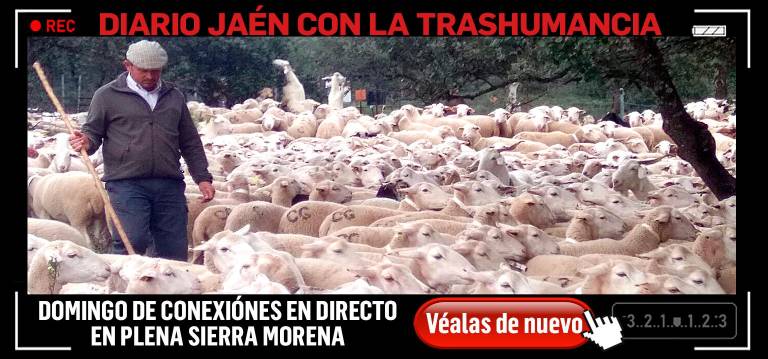 La trashumancia llega a su fin después de un bello camino por sierras y valles La trashumancia llega a su fin después de un bello camino por sierras y valles