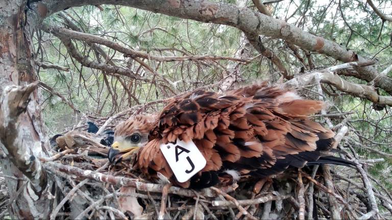 Baleares envía 15 milanos para reintroducir la especie en Cazorla, Segura y Las Villas Baleares envía 15 milanos para reintroducir la especie en Cazorla, Segura y Las Villas