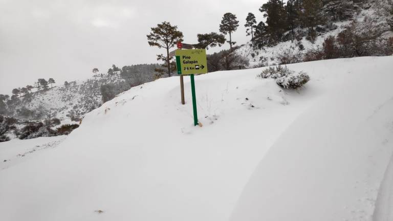 El pino Galapán de los campos de Hernán Pelea completamente nevado El pino Galapán de los campos de Hernán Pelea completamente nevado