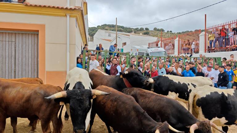 La Matea: el primer encierro de la Sierra de Segura La Matea: el primer encierro de la Sierra de Segura