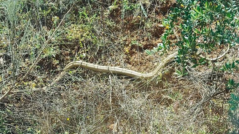 Hallan una serpiente de gran tamaño en Bailén Hallan una serpiente de gran tamaño en Bailén