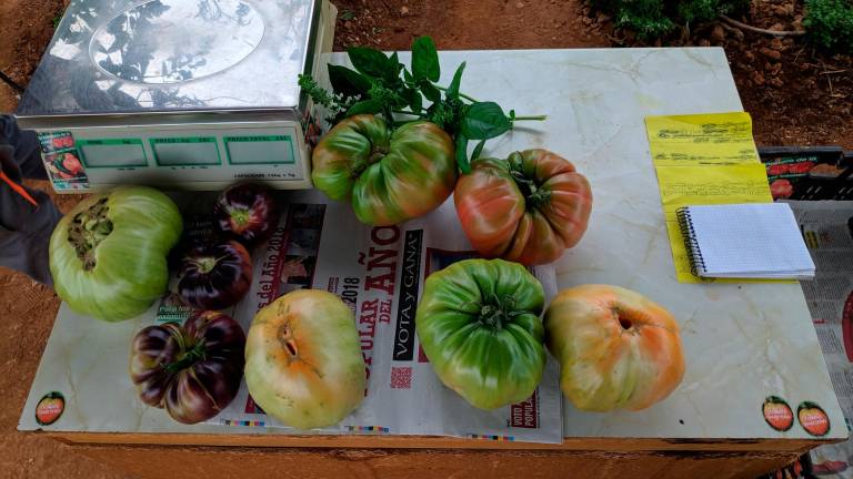 Los tomates azules de La Rábita