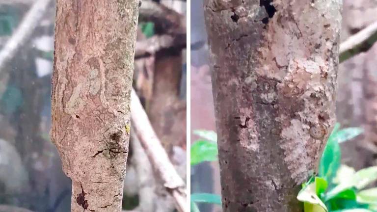 ¿Dónde está el gecko?: El asombroso camuflaje de este reptil con el entorno ¿Dónde está el gecko?: El asombroso camuflaje de este reptil con el entorno