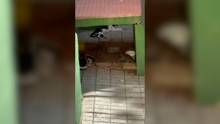 Proliferación de ratas en el polígono de El Valle Proliferación de ratas en el polígono de El Valle