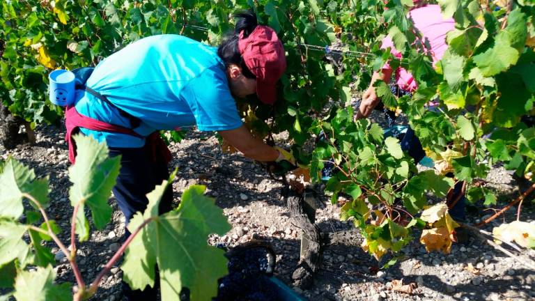 Una tradición entre viñedos Una tradición entre viñedos