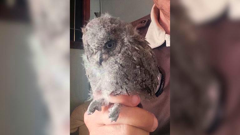 Rescatado un pollo de autillo en Bailén Rescatado un pollo de autillo en Bailén