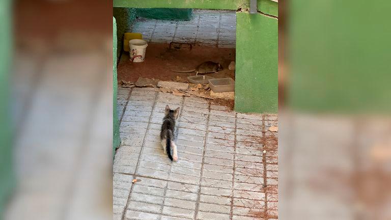 Proliferación de ratas en el polígono de El Valle Proliferación de ratas en el polígono de El Valle