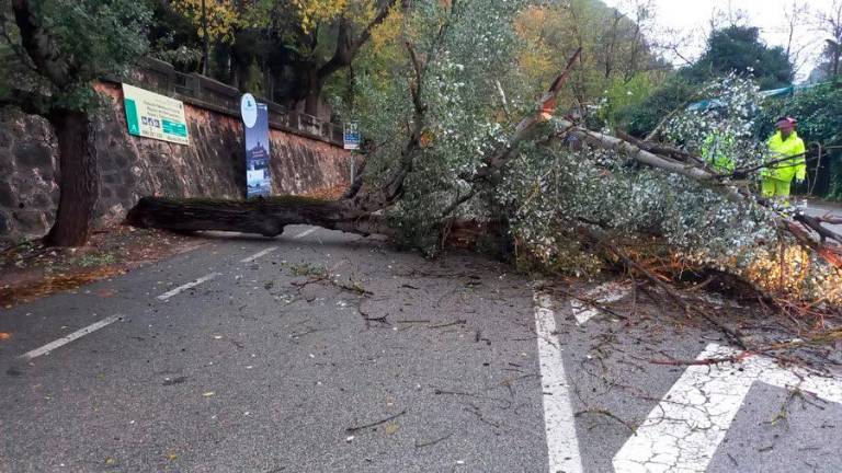Cae un gran árbol en la carretera del Tranco sin consecuencias en personas y en el tráfico Cae un gran árbol en la carretera del Tranco sin consecuencias en personas y en el tráfico