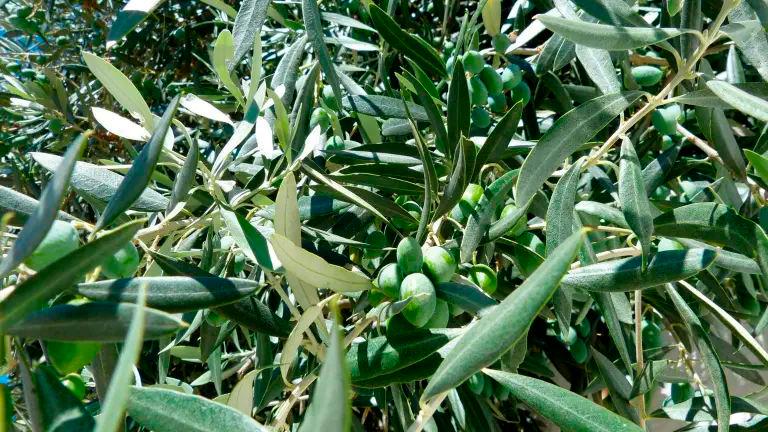 Una empresa estadounidense planea adquirir una extensa finca de olivas en Jaén Una empresa estadounidense planea adquirir una extensa finca de olivas en Jaén