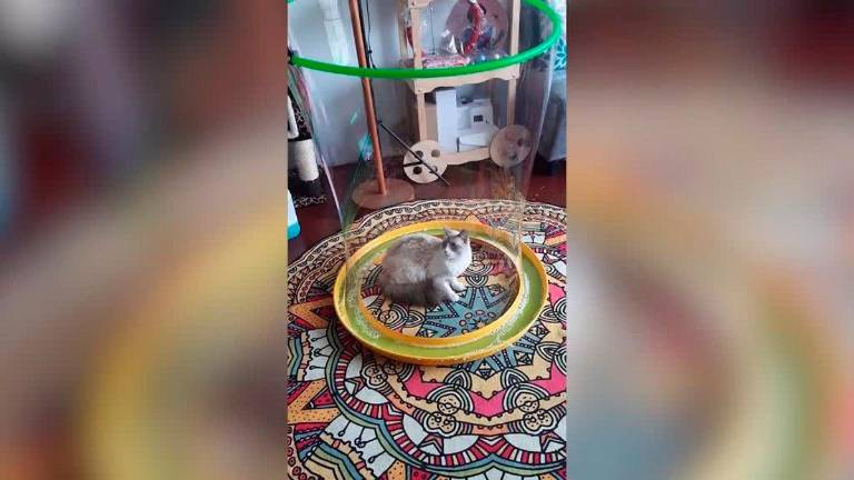 La reacción de un gato al verse dentro de una burbuja La reacción de un gato al verse dentro de una burbuja