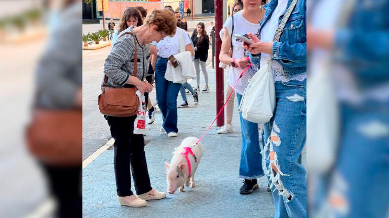 El cerdo pasea por la plaza de la Constitución de Jaén. / Fotografías Verónica JimSi / X.