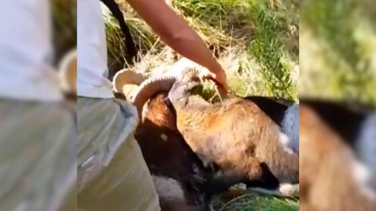 Dos machos de muflón son “desenganchados” en la sierra del Pozo por dos amantes de la Naturaleza Dos machos de muflón son “desenganchados” en la sierra del Pozo por dos amantes de la Naturaleza