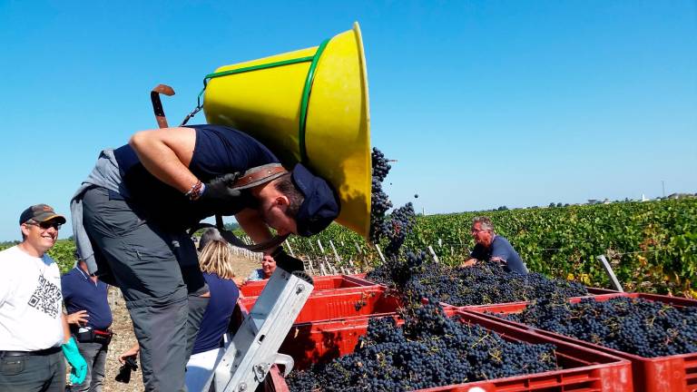 Una tradición entre viñedos Una tradición entre viñedos