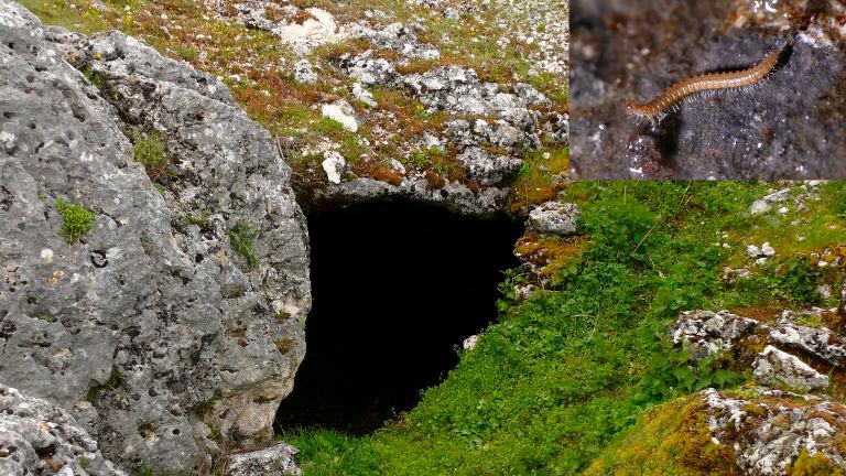 La Cueva del Jabalí, la nueva reserva entomológica en Jaén La Cueva del Jabalí, la nueva reserva entomológica en Jaén