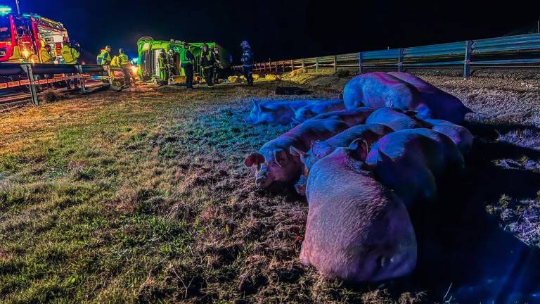 Muere el conductor de un camión que transportaba cerdos al volcar en Fuentidueña del Tajo (Madrid) Muere el conductor de un camión que transportaba cerdos al volcar en Fuentidueña del Tajo (Madrid)