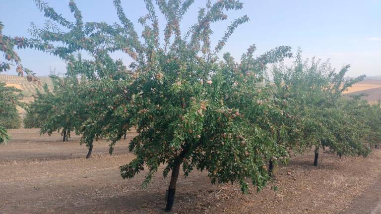 Trump pone en jaque al almendro jiennense Trump pone en jaque al almendro jiennense